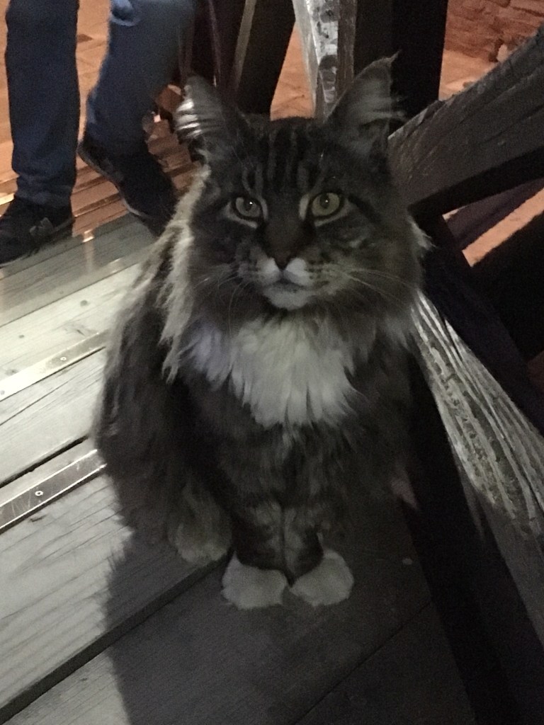 maine coon di venezia - Rudolph